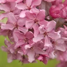 A close up of a bunch of pink flowers on a tree.