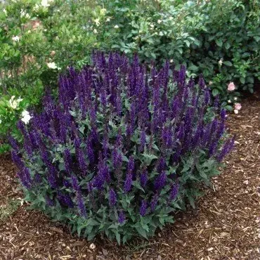 A bush with purple flowers and green leaves in a garden
