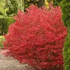 A bush with red leaves is growing in a garden.