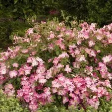 A bush with pink flowers and green leaves in a garden.