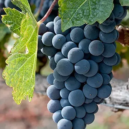 A bunch of blue grapes hanging from a vine.