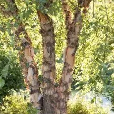 A close up of a tree with lots of branches and leaves.
