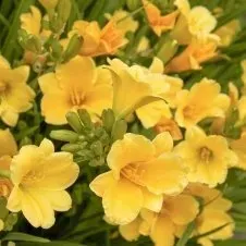 A bunch of yellow flowers are growing in the grass.