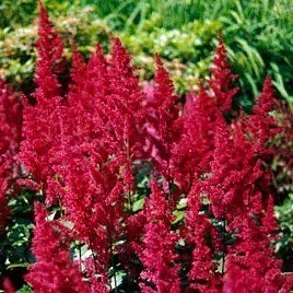 A bunch of red flowers are growing in a garden.