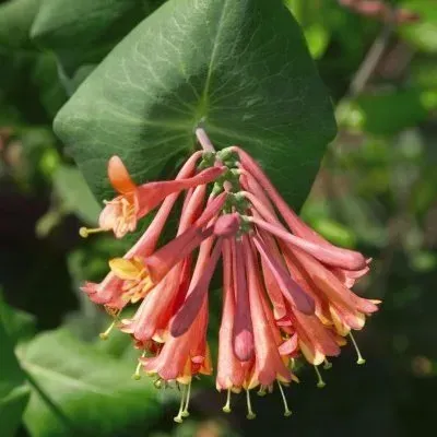A close up of a flower with a green leaf in the background