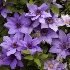 A bunch of purple flowers are growing on a bush.