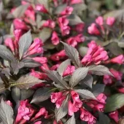 A close up of a bush with pink flowers and gray leaves.