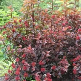 A bush with red flowers and green leaves in a garden.