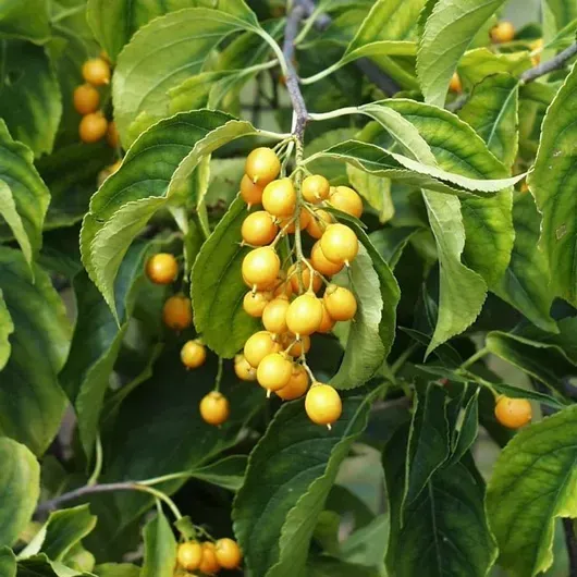 A bunch of yellow berries hanging from a tree branch