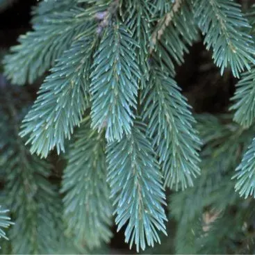 A close up of a pine tree branch with blue needles