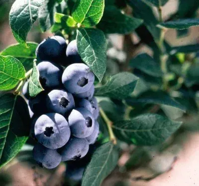 A bunch of blueberries hanging from a tree branch