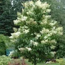 A tree with white flowers and green leaves in a garden.
