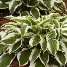 A close up of a plant with green and white leaves.