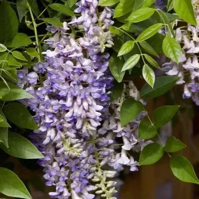 A plant with purple flowers and green leaves