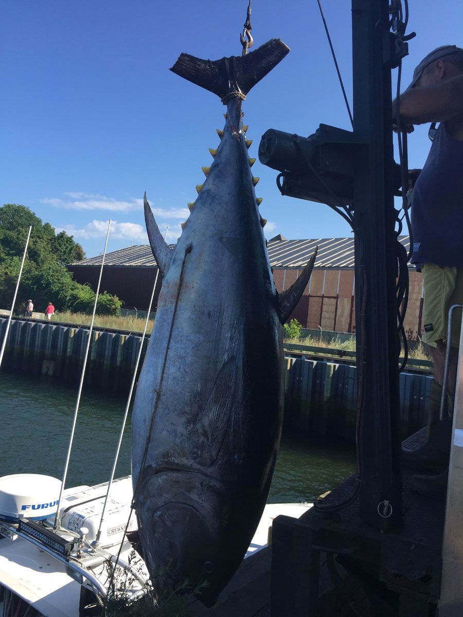 Tuna Charter Fishing MA