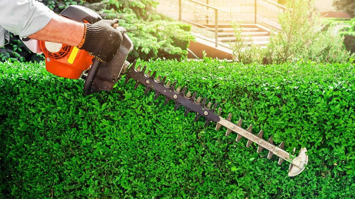 Hedge Trimming in Long Island | Cleanup Included | Ames Landscaping