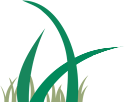 Green grass blades rising from shorter, tan grass.