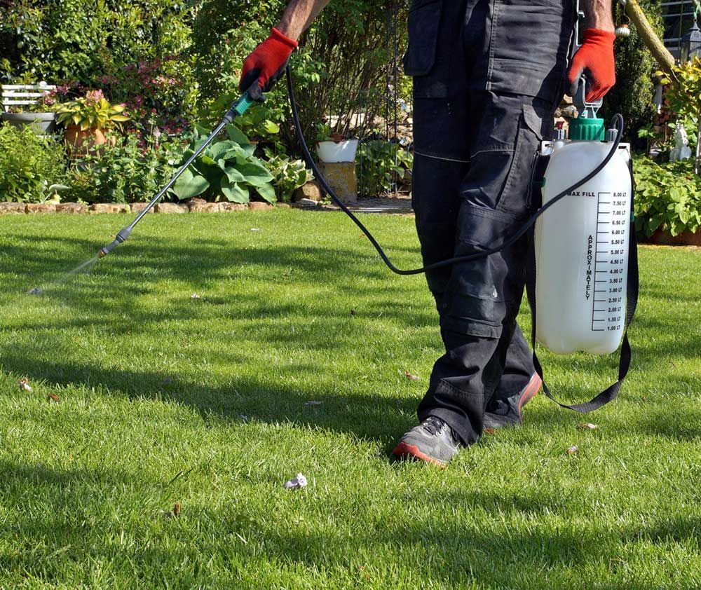 Person spraying lawn with pesticide in a sunny backyard; wearing red gloves and carrying a white sprayer.