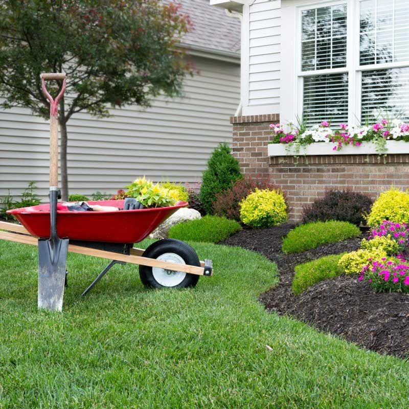 Red wheelbarrow with shovel, by a landscaped yard with shrubs and flowers, next to a house.
