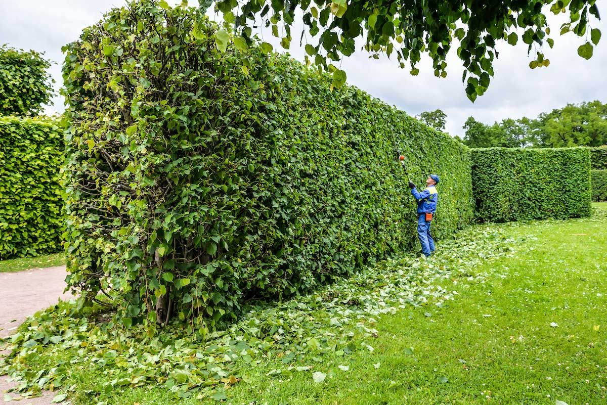 Man trimming a tall, green hedge in a park; grass and trimmed leaves surround the hedge.