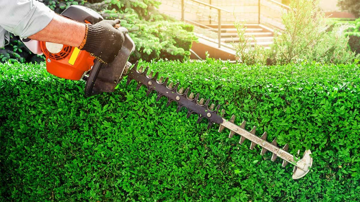 Person trimming a green hedge with a hedge trimmer, outdoors.