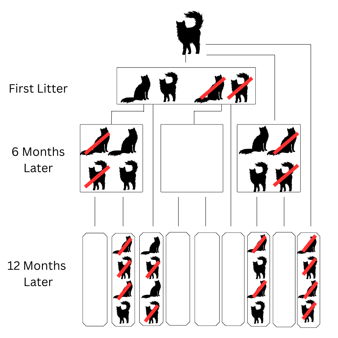 Unspayed Kittens