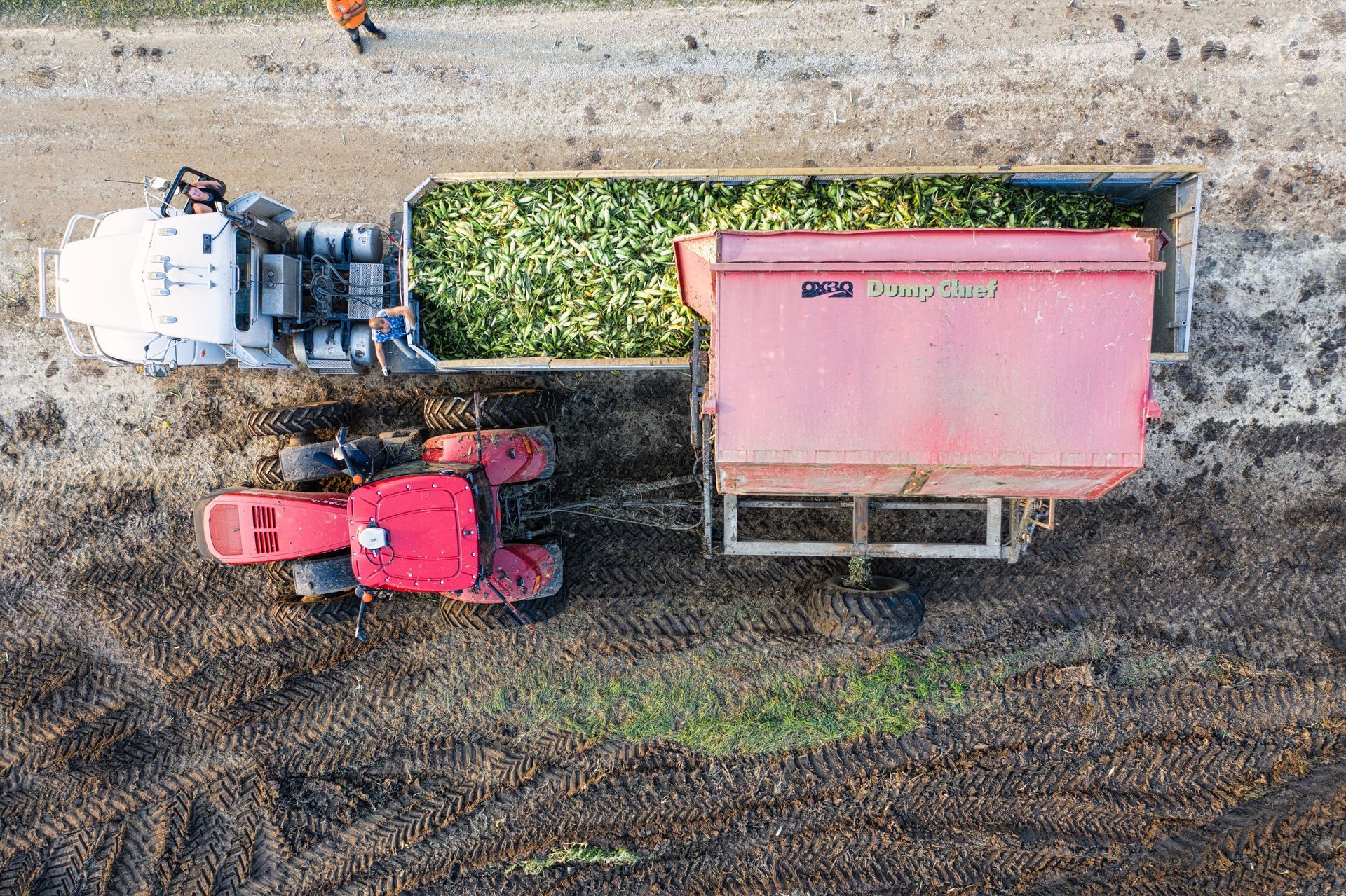 Aerial view of a tractor and truck unloading green crops on a muddy field
