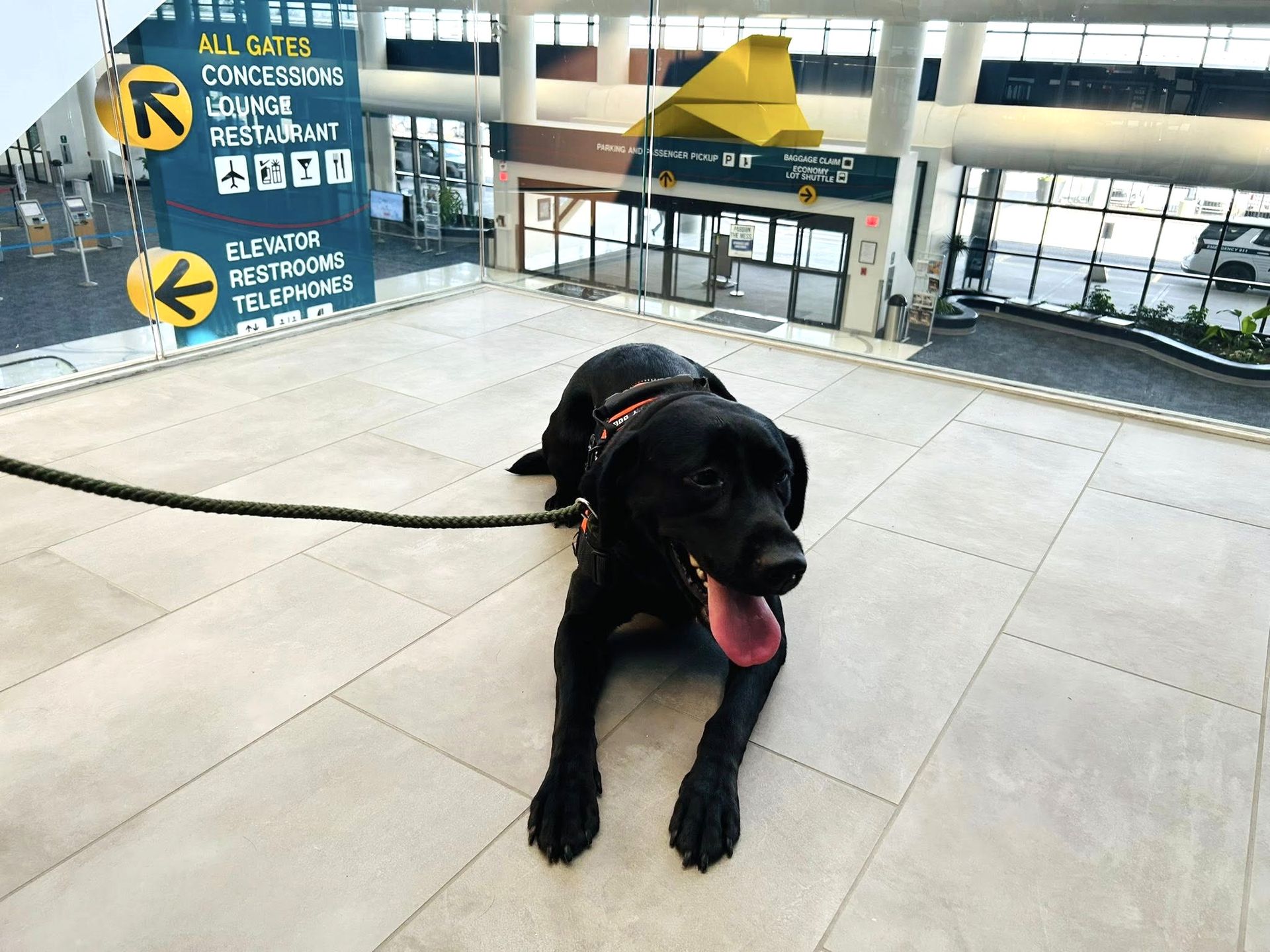 Black dog lying on a leash in a bright airport terminal, panting with tongue out.