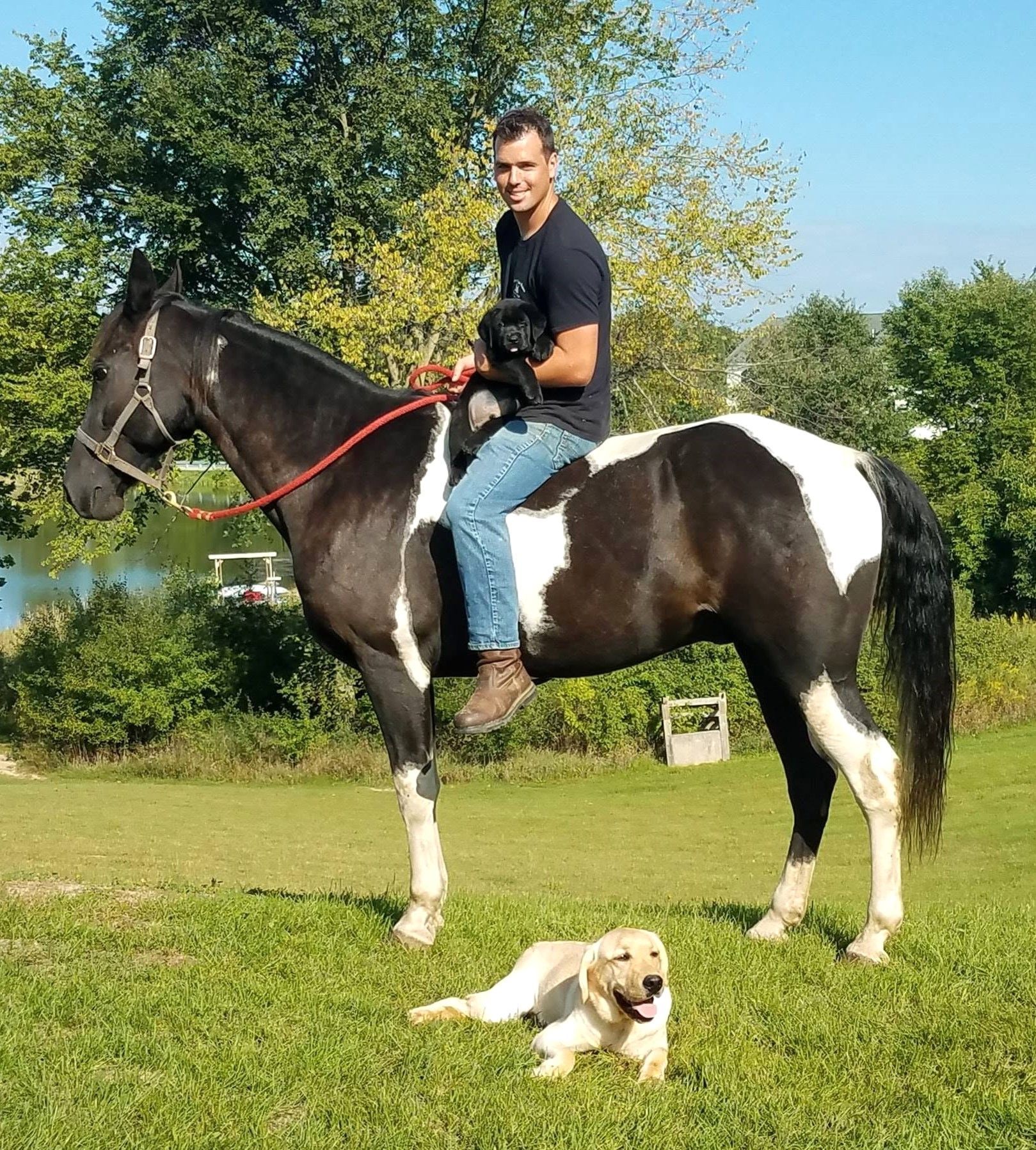 Man riding a black-and-white horse on grass, with a dog lying in front and trees behind.