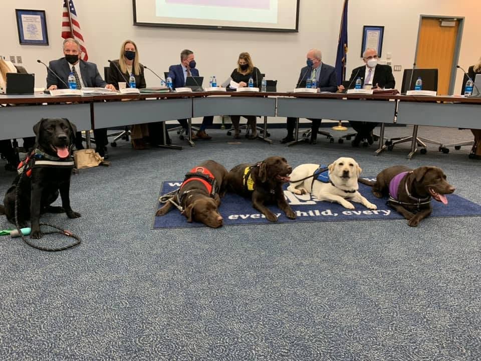 Five dogs in costumes lie on the carpet in a council meeting room while officials sit at a curved table.