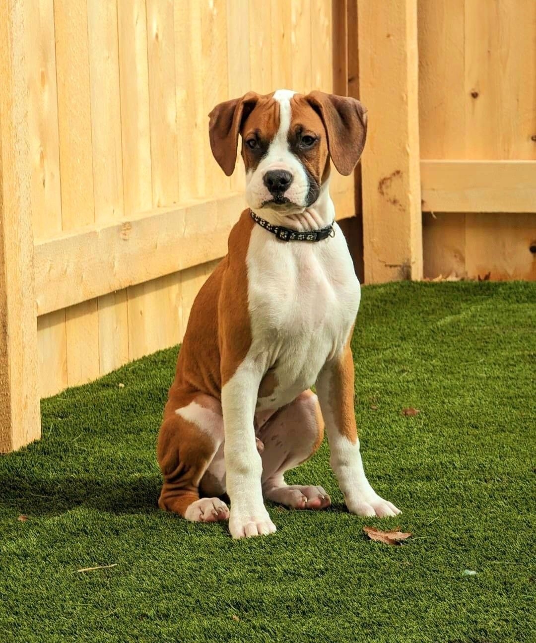 Brown-and-white puppy sitting on grass beside a wooden fence, wearing a black collar.
