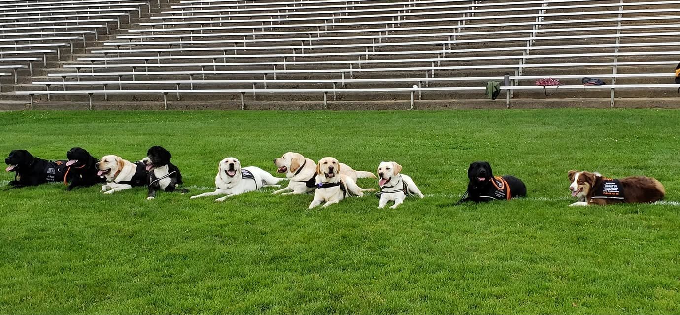 Several dogs lying on green grass in a stadium field with bleachers in the background