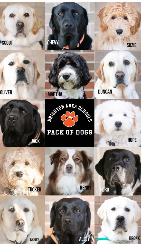Dog breed collage with several Labrador and spaniel puppies around a center logo reading 