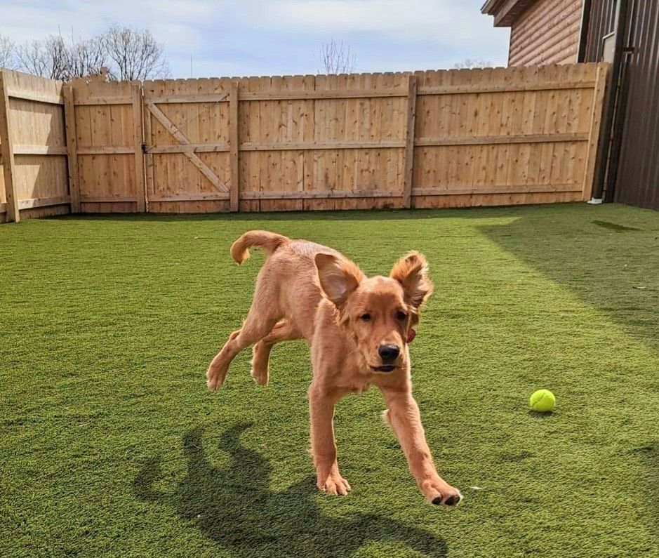 Golden puppy running on green lawn with a tennis ball in a fenced backyard