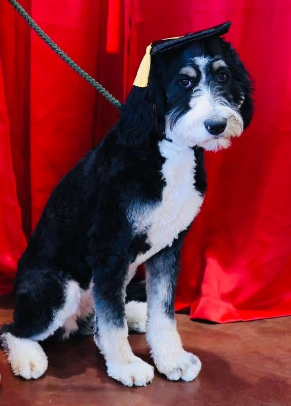 Black-and-white puppy sitting in front of red curtains, with a rope around its neck.