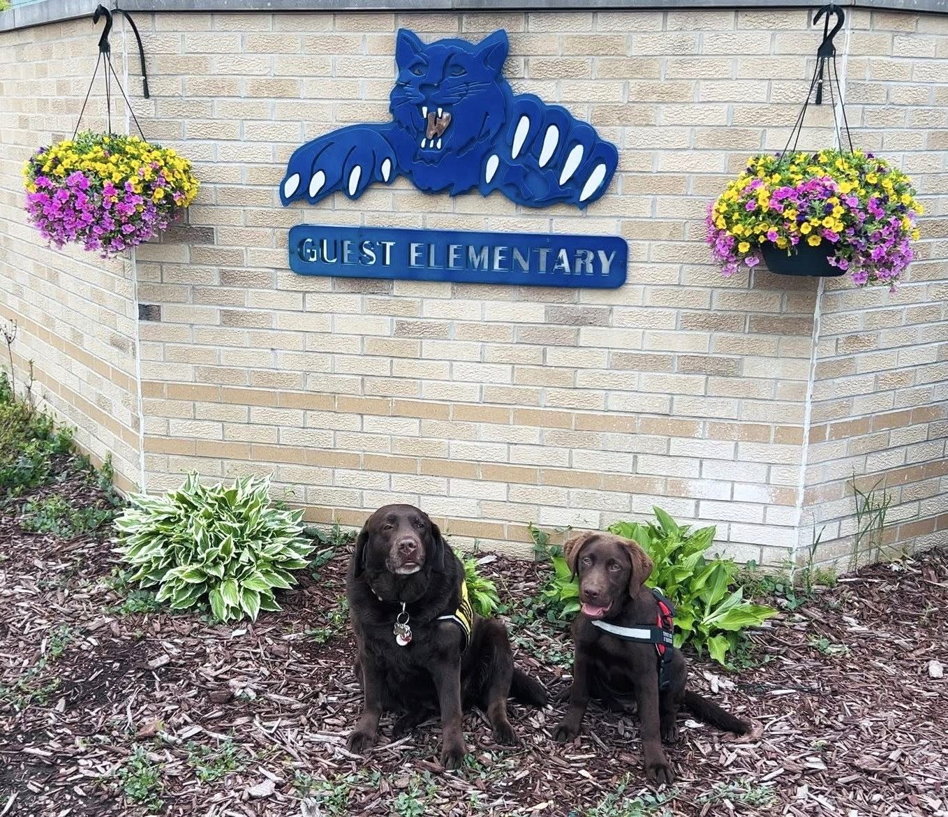 Two black dogs sitting before a brick wall with a blue school sign and hanging flower baskets