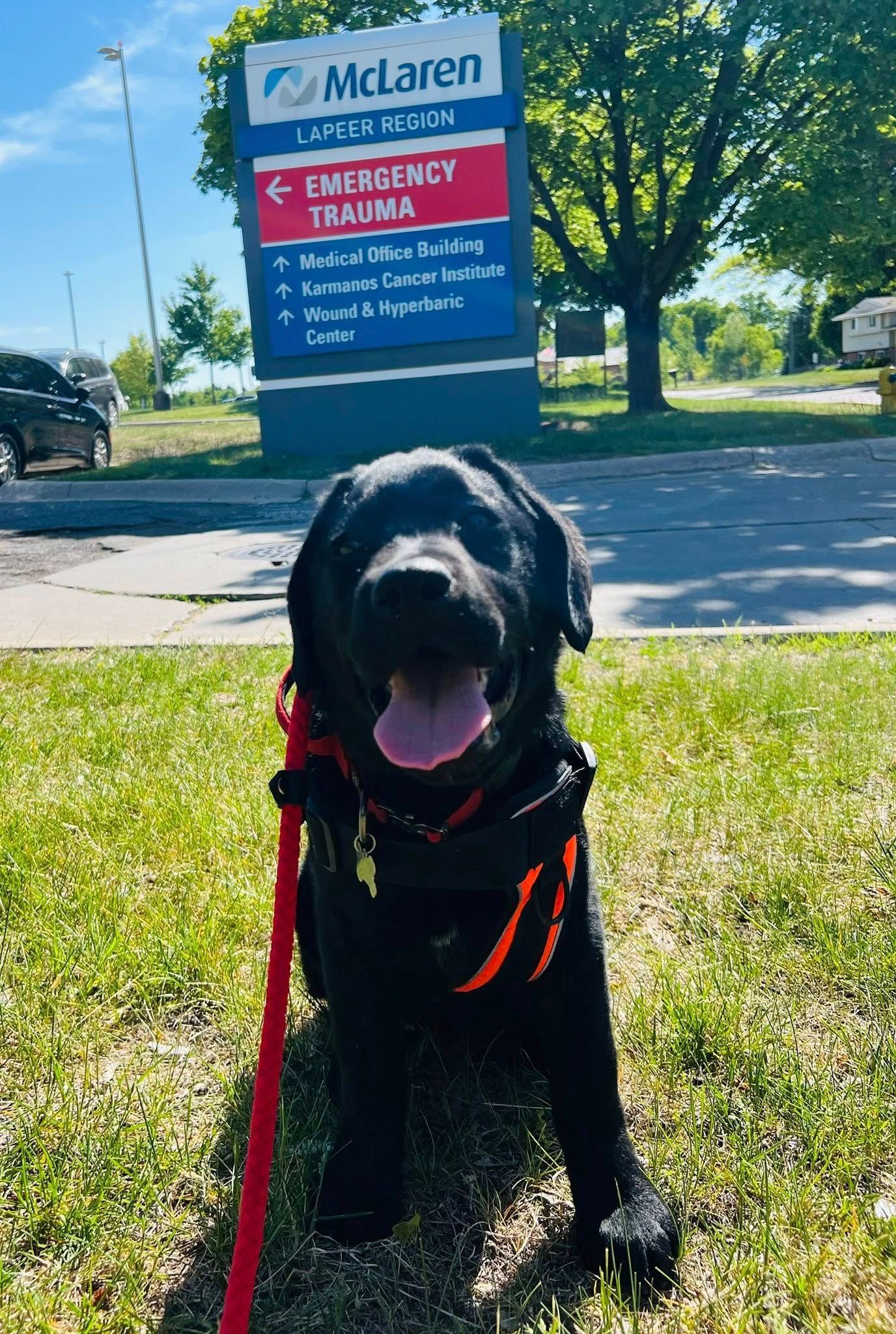 Black dog sitting on grass with tongue out in front of a McLaren Emergency Triage sign.