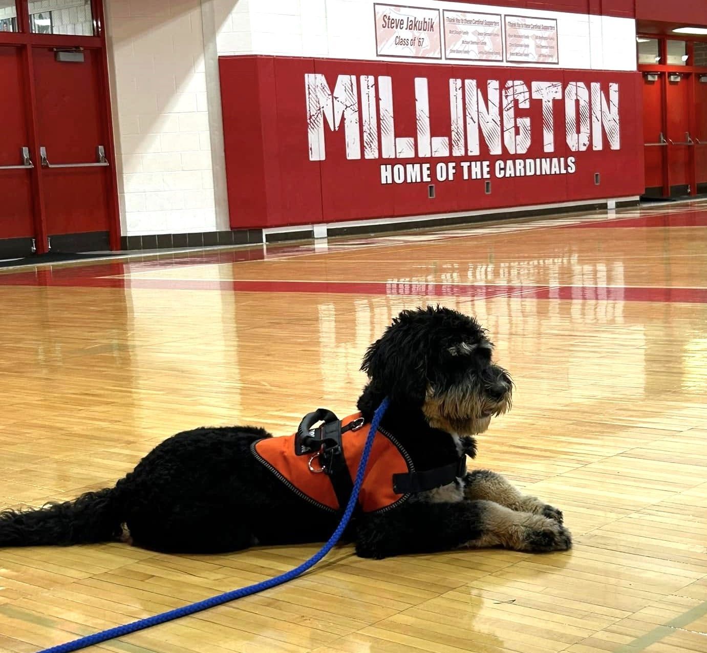 Black service dog lying on a gym floor in front of a Millington Cardinals wall sign.