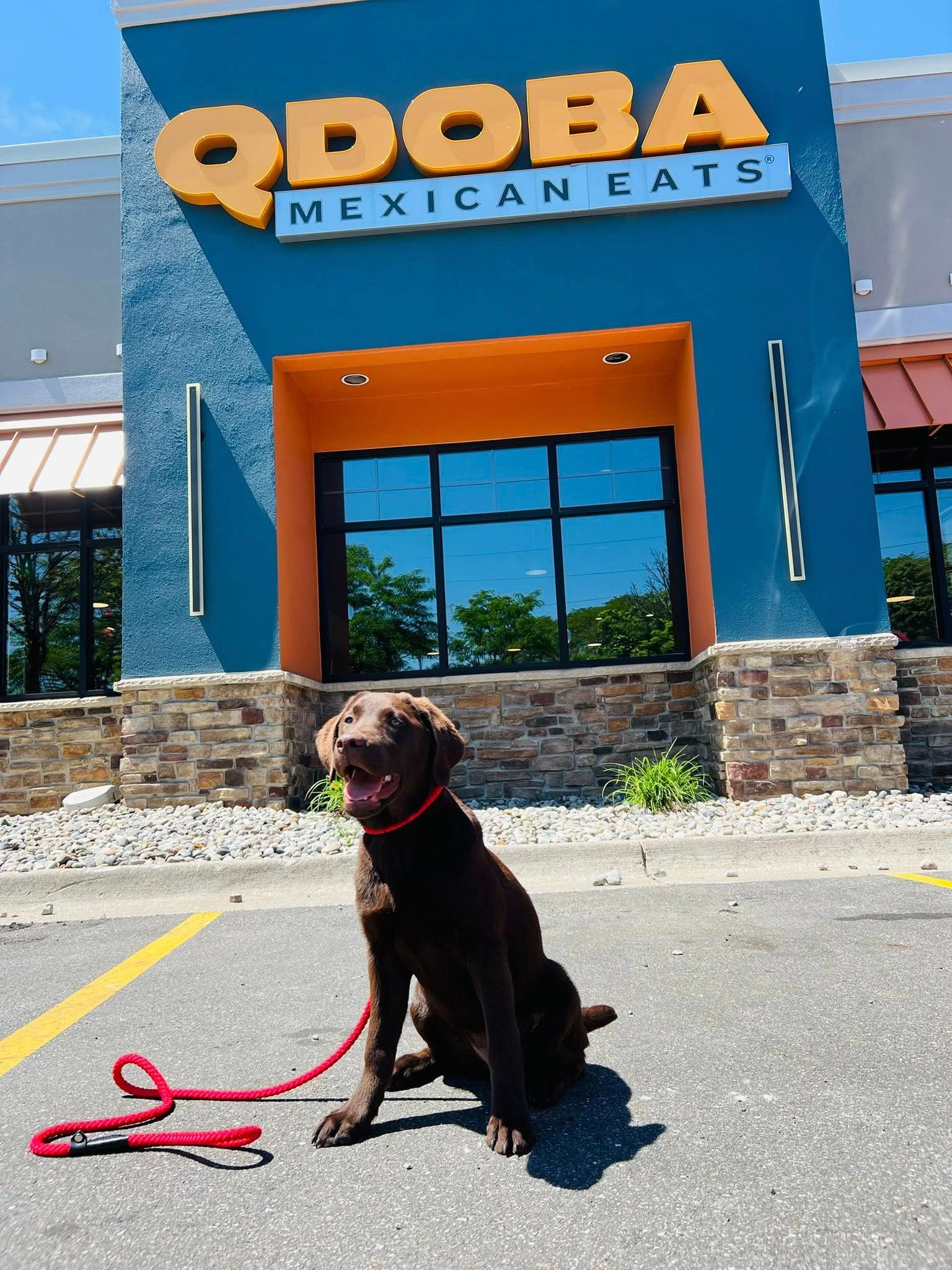 Brown dog on red leash sitting outside Qdoba Mexican Eats entrance on a sunny day