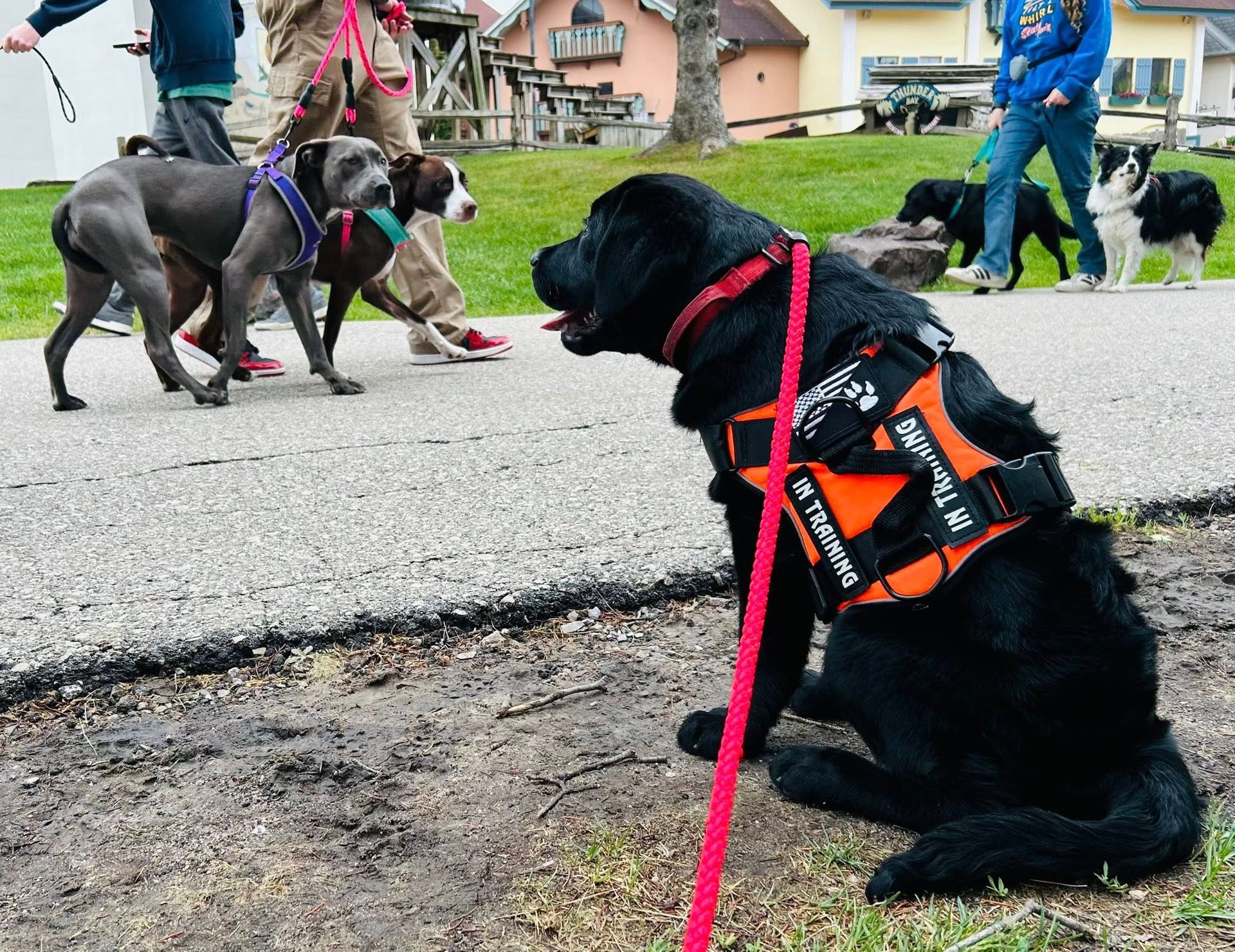 Black dog in a red harness sits on a leash while other dogs and handlers stand nearby on a street