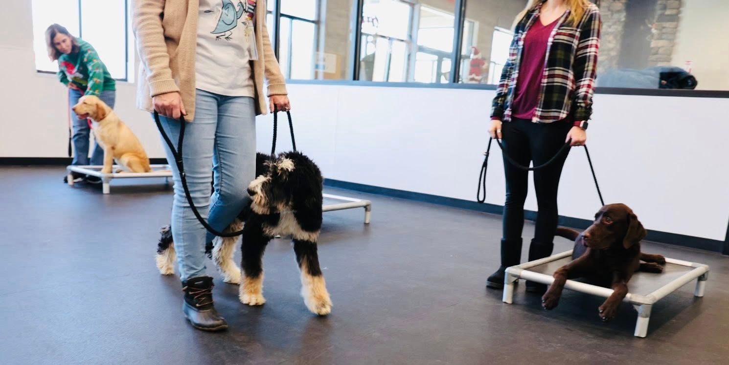 People training dogs indoors, with leashes and raised platforms in a room with windows.