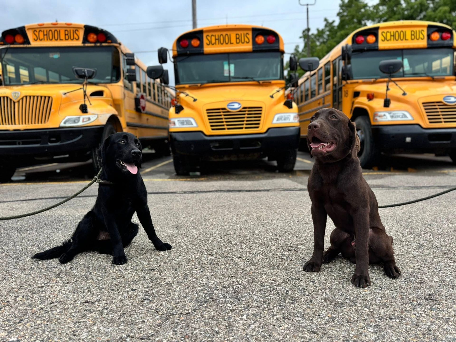 Two dogs sitting in front of three yellow school buses in a parking lot