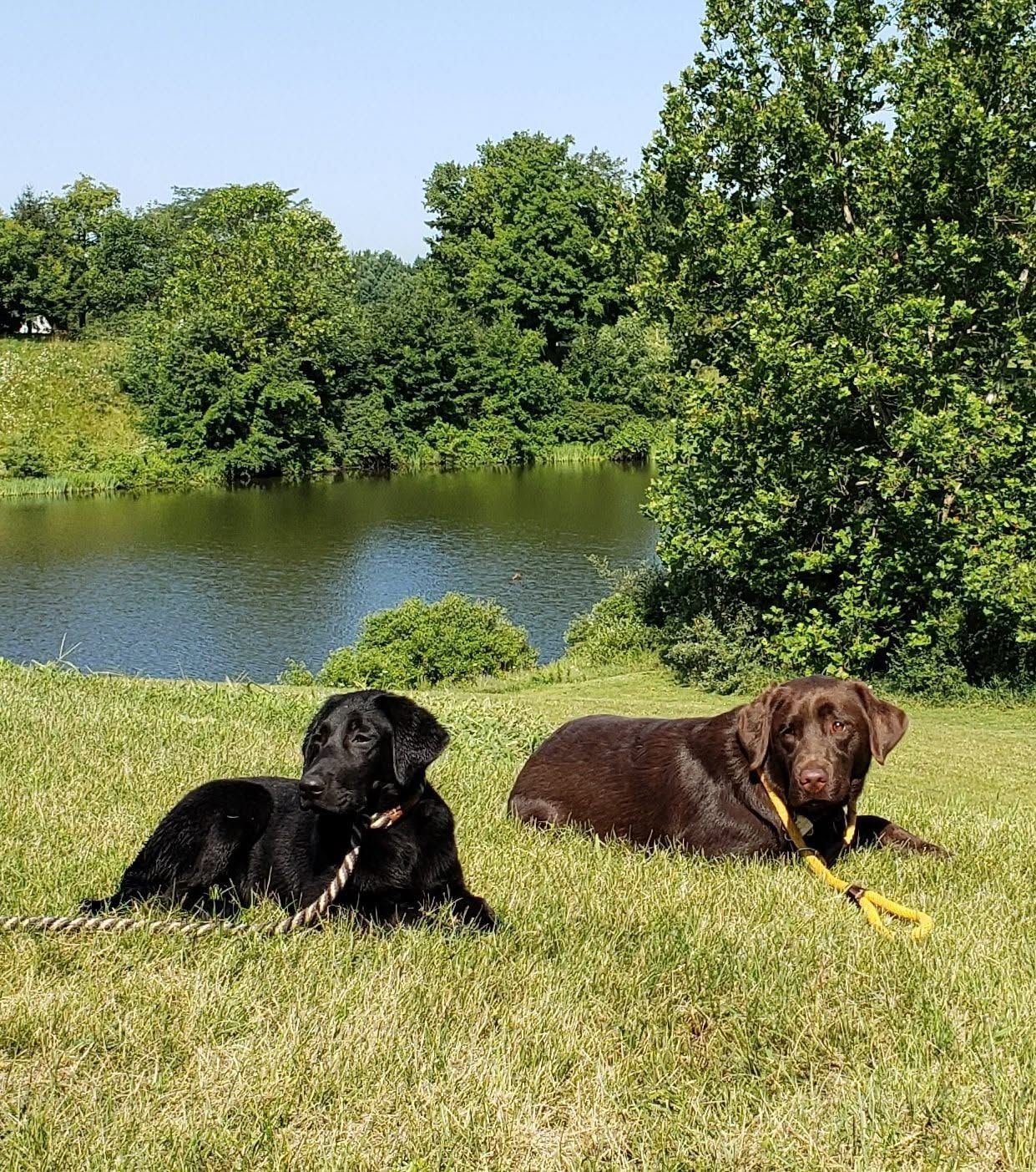Two dogs lounging on grass by a pond, one black and one brown, with trees in the background