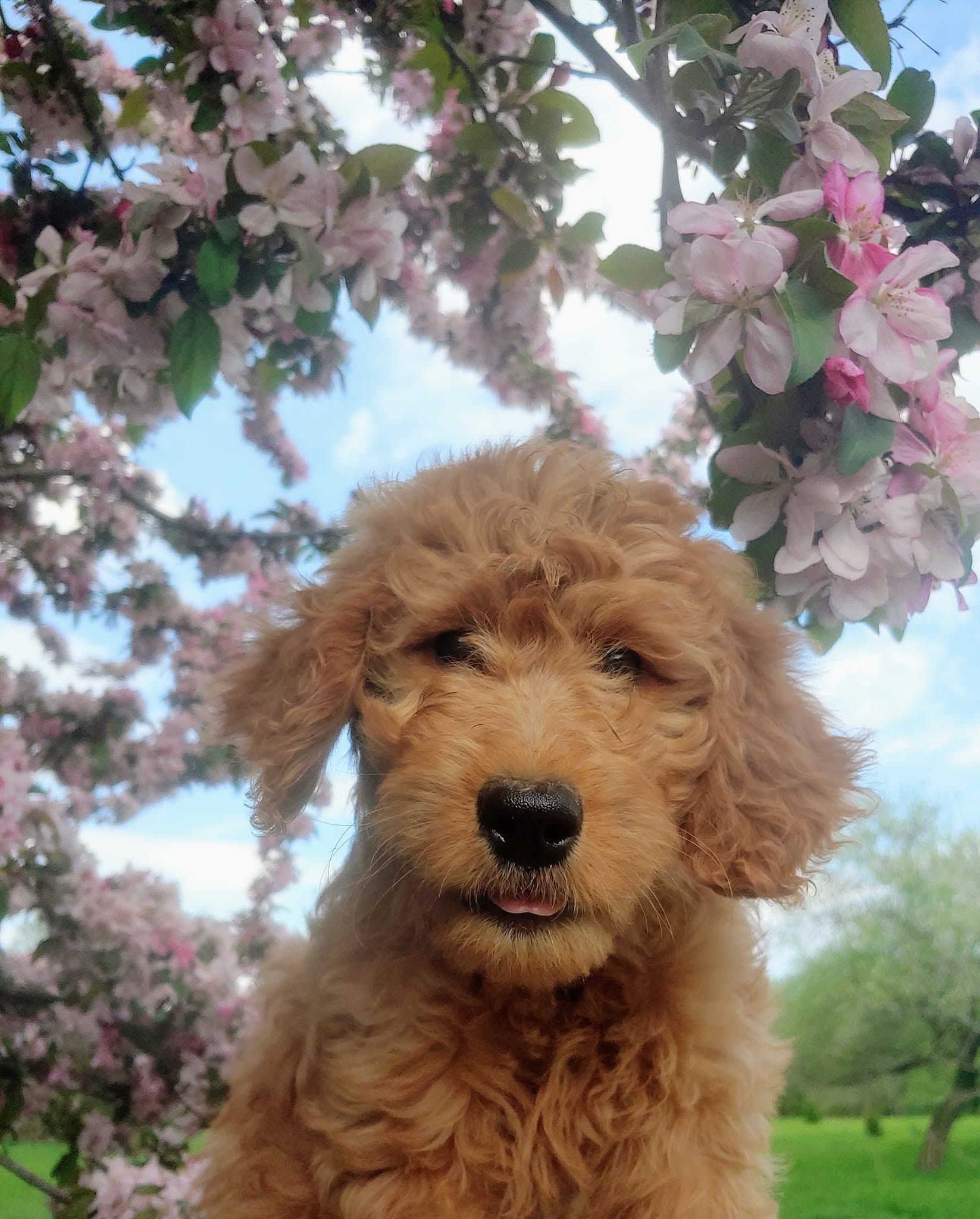 Brown curly-haired puppy under pink blossoms in a sunny garden
