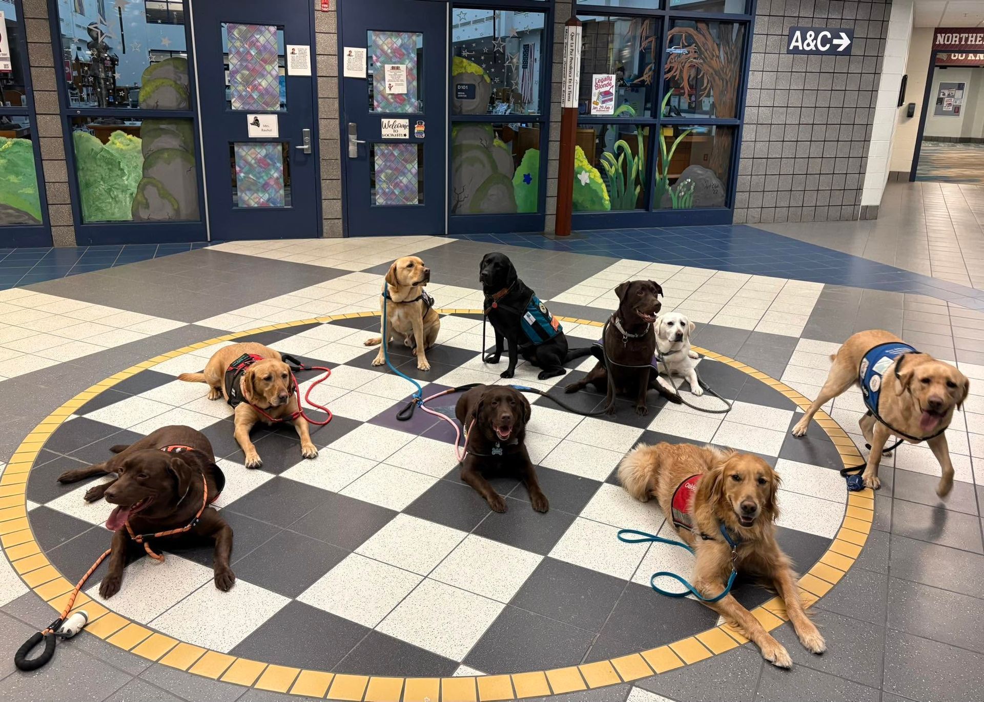Six dogs sit and lie on a black-and-white checkered circle outside a building.