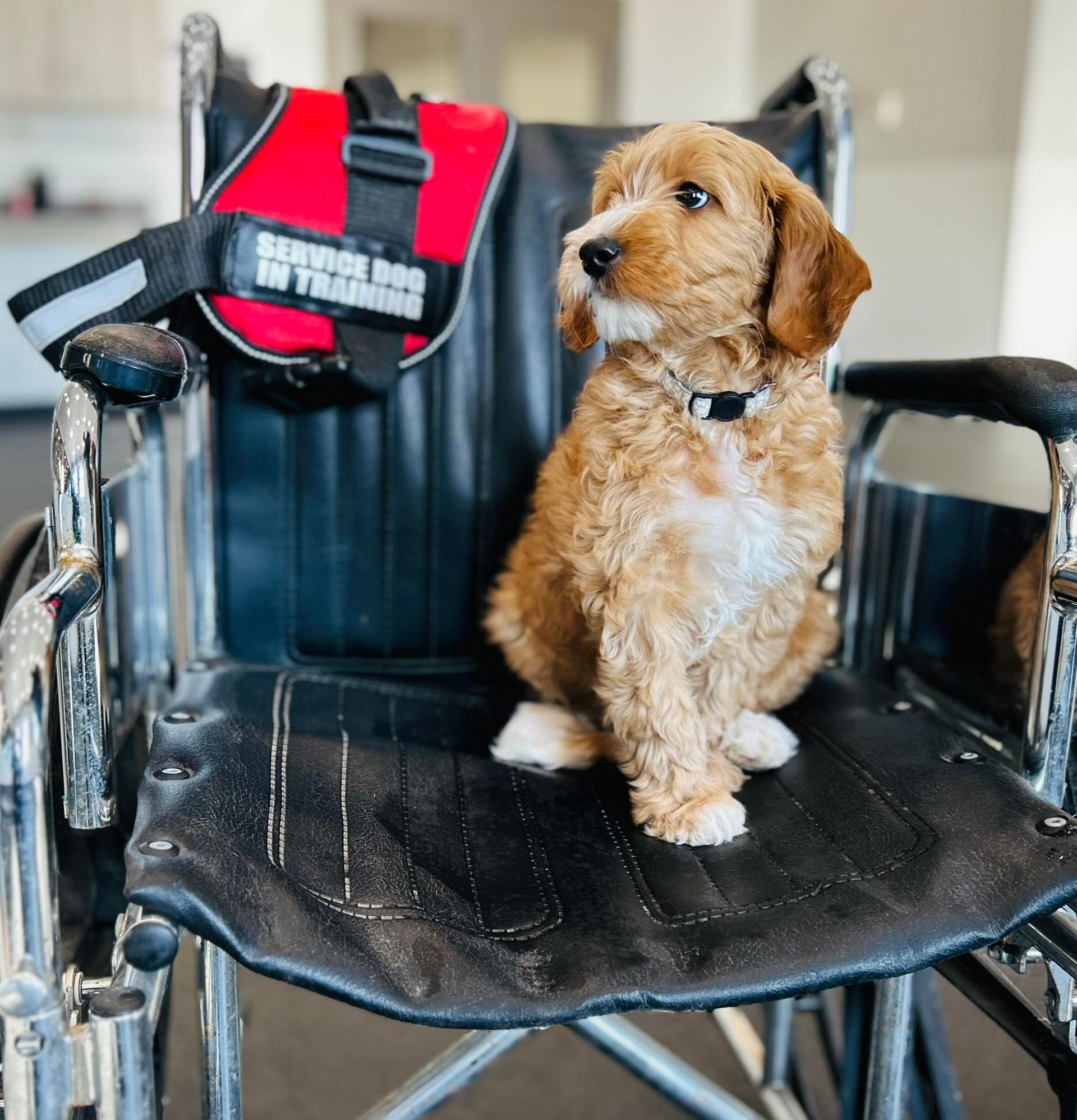 Small brown dog sitting on a black wheelchair seat with a red harness draped over the back.