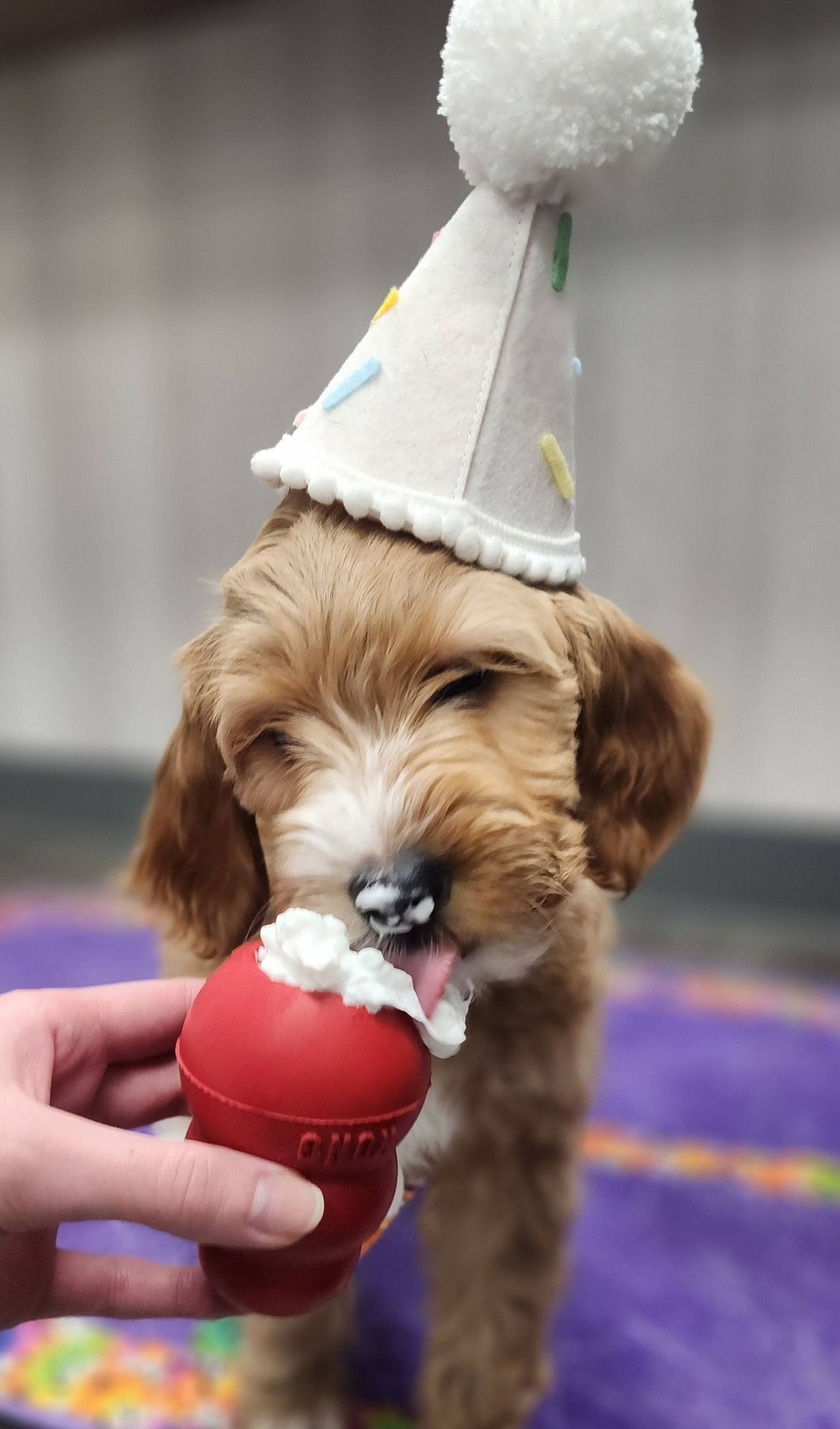 Puppy in a party hat licking a red treat from a hand
