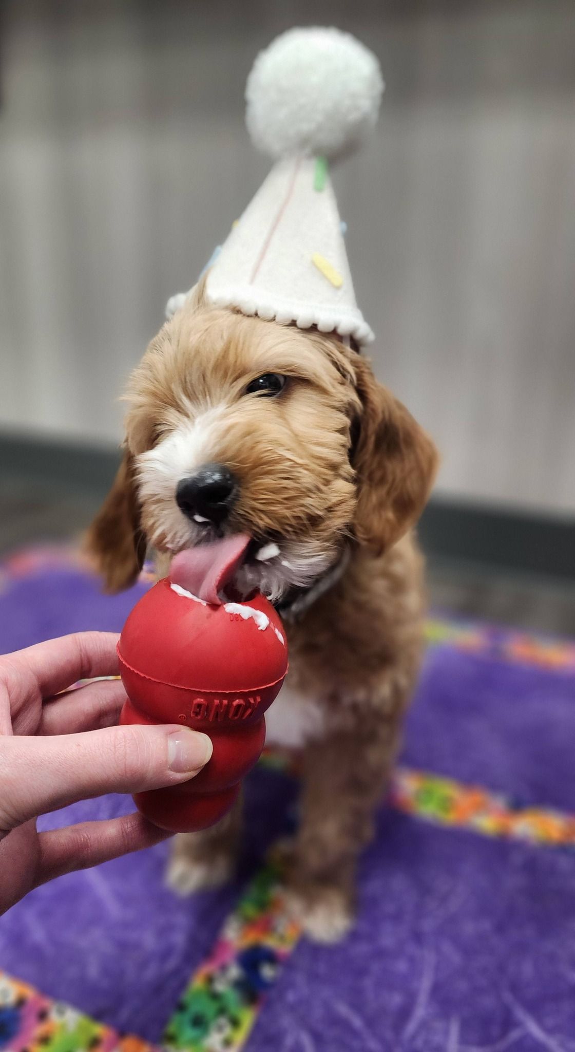 Brown puppy in a white party hat licking a red ball toy on a purple rug.