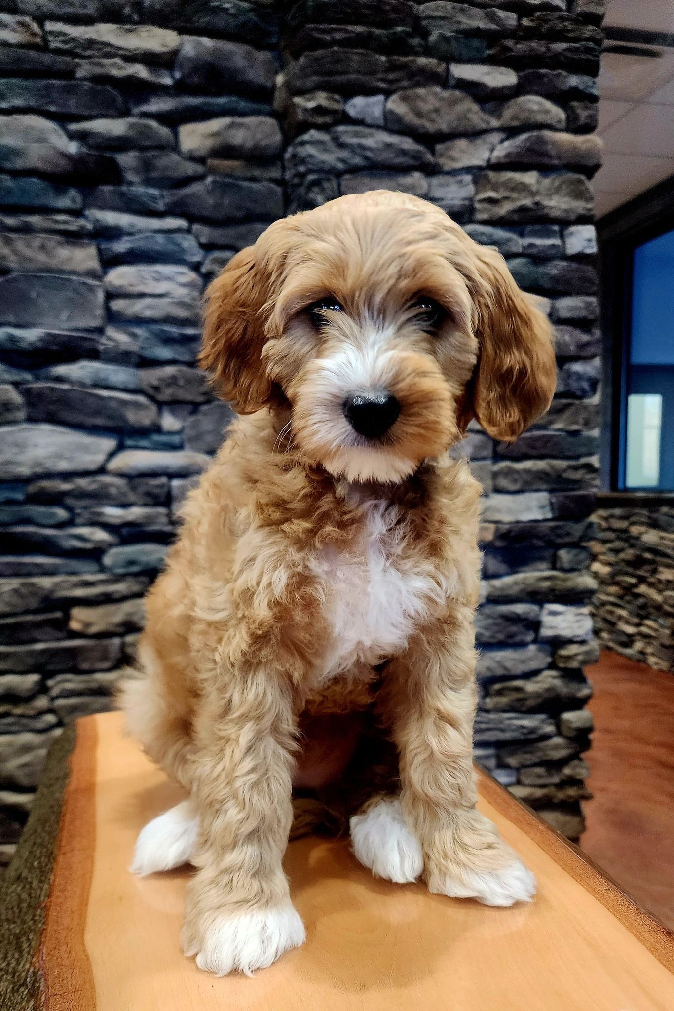Small brown-and-white puppy sitting on a wooden chair in front of a stone wall.