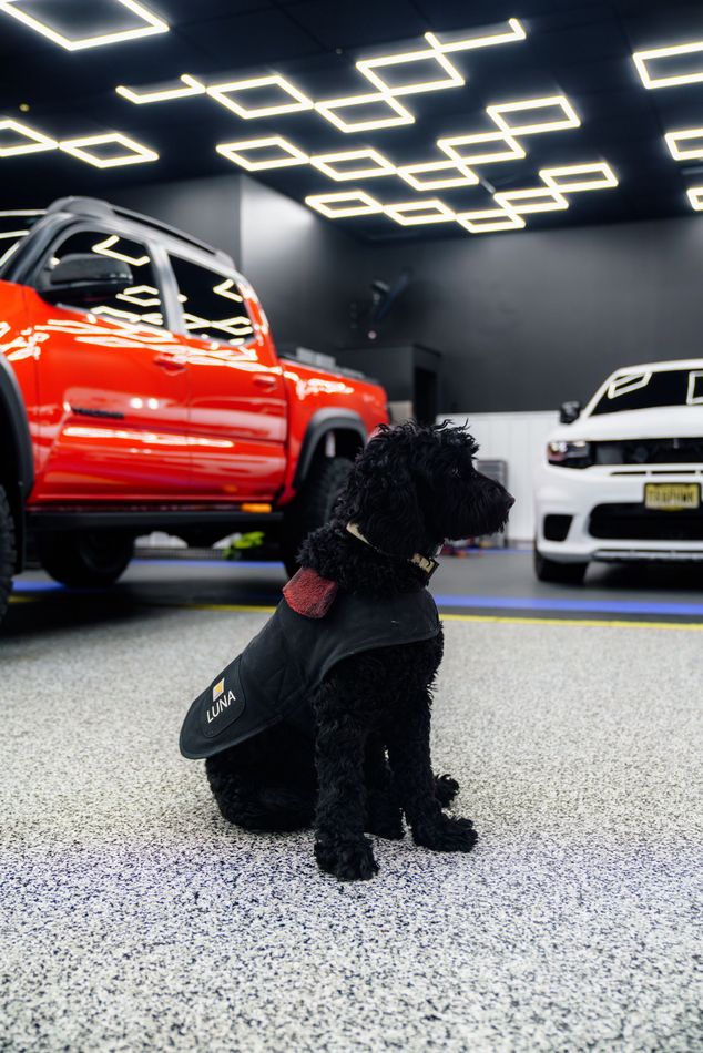 Black dog in a harness sitting on a showroom floor with red and white SUVs in the background